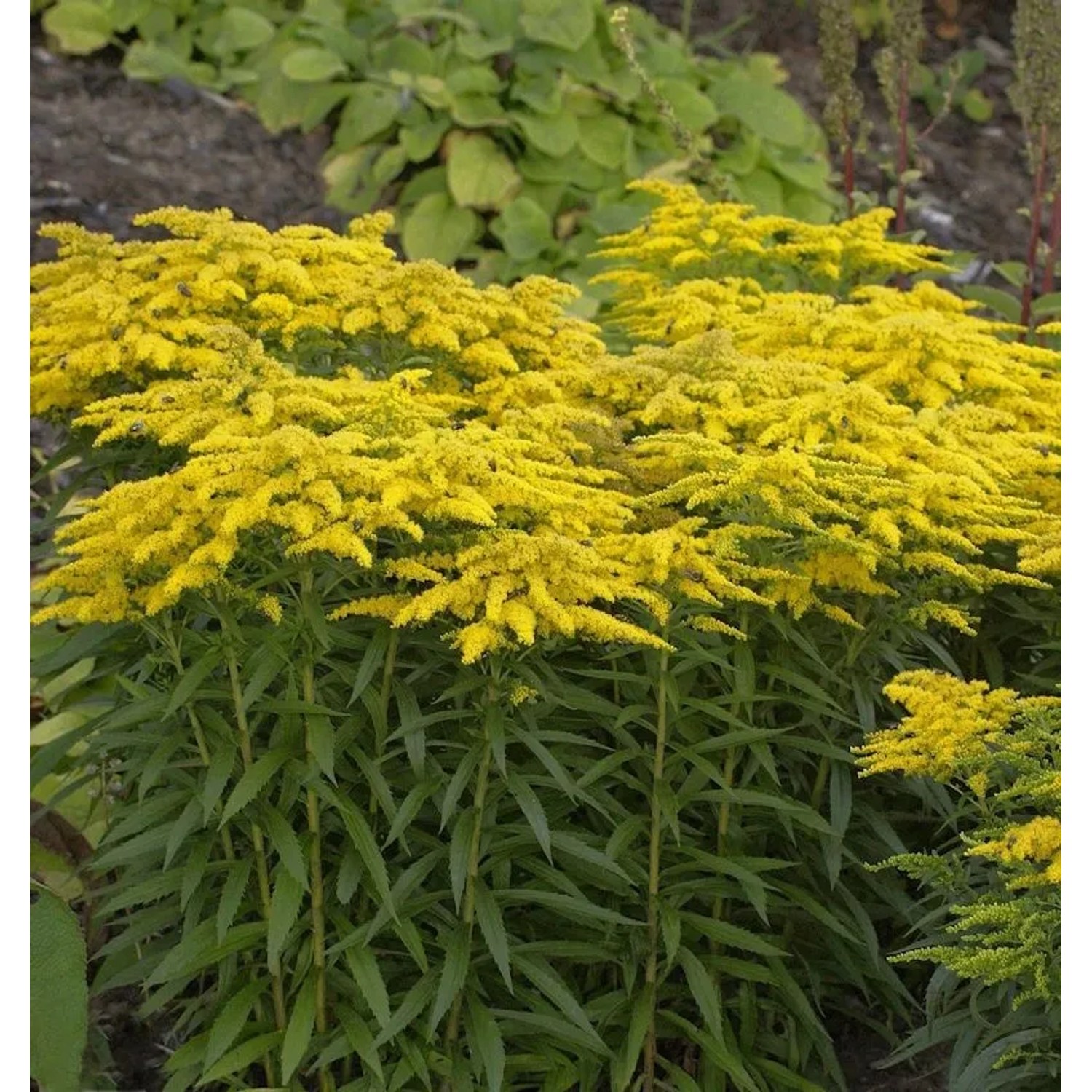 Goldrute Strahlenkrone - Solidago