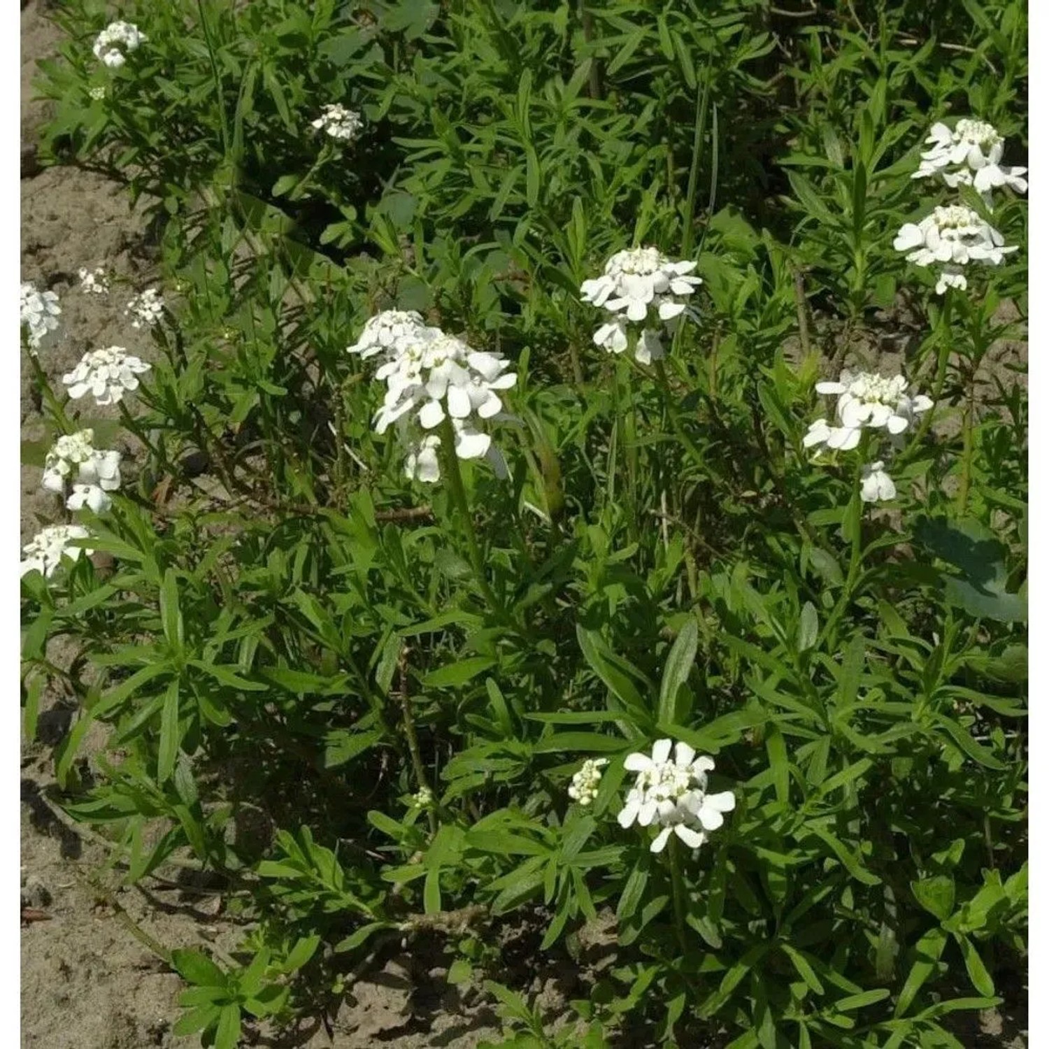 Schleifenblume Alexanders White - Iberis sempervirens