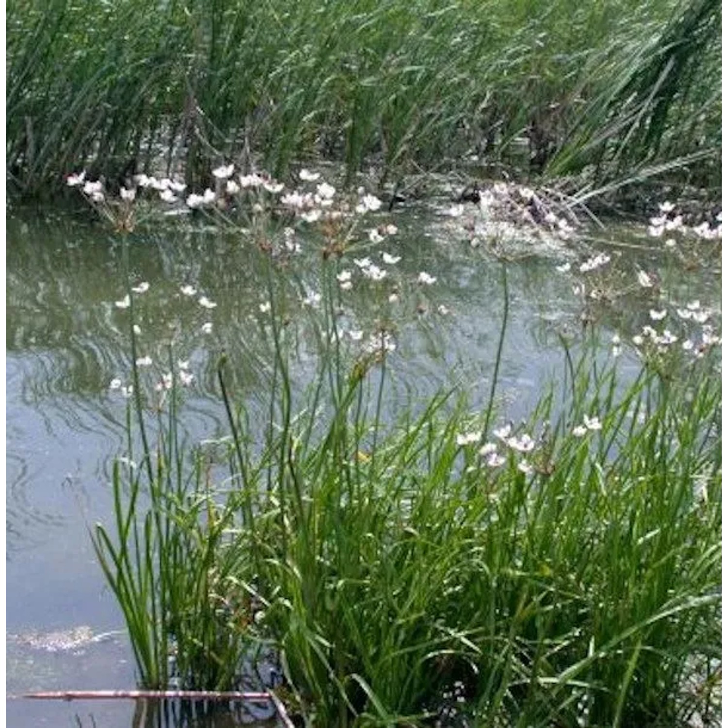 Weisse Blumenbinse - Butomus umbellatus
