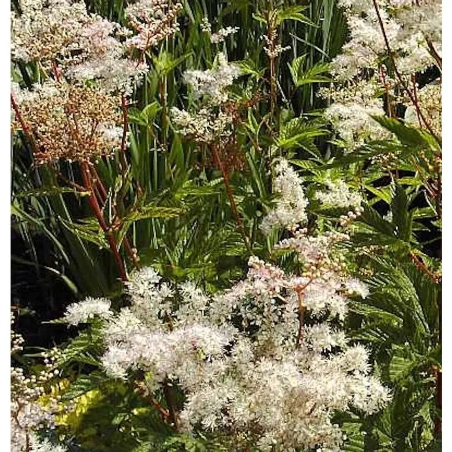 Mädesüß Elegans - Filipendula purpurea