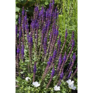 Blühender Zier-Salbei 'Compact Blue' im Topf, leuchtend blaue Blütenähren im Garten.