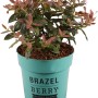 Heidelbeere Pink Breeze im Topf: Kompakte Sorte mit rosa Blättern und grünen Blättern.