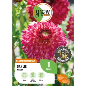 Dahlie 'Aiyana' (Blumenzwiebel) mit rosa-roten, gefransten Blüten auf der Verpackung von GROW by OBI.