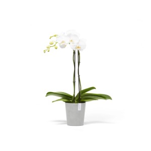 Ecopots Orchideentopf Morinda, weißgrau, 14 cm. Elegante Orchidee im Topf für Innen- und Außenbereich.