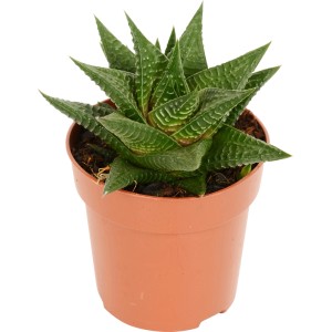 Haworthie Spider White im Topf, grüne Sukkulente mit weißen Streifen.