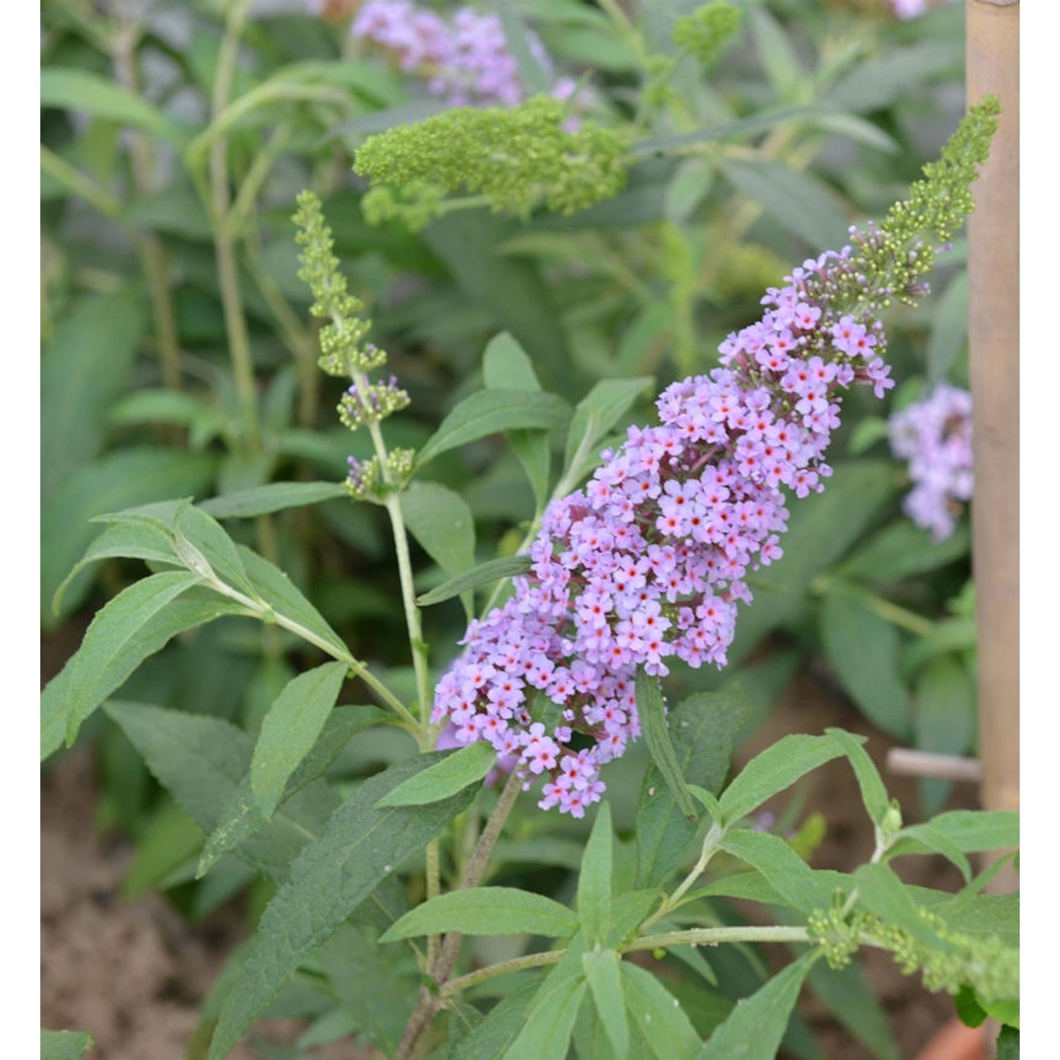 Schmetterlingsstrauch Violet 30-40cm - Buddleja günstig online kaufen