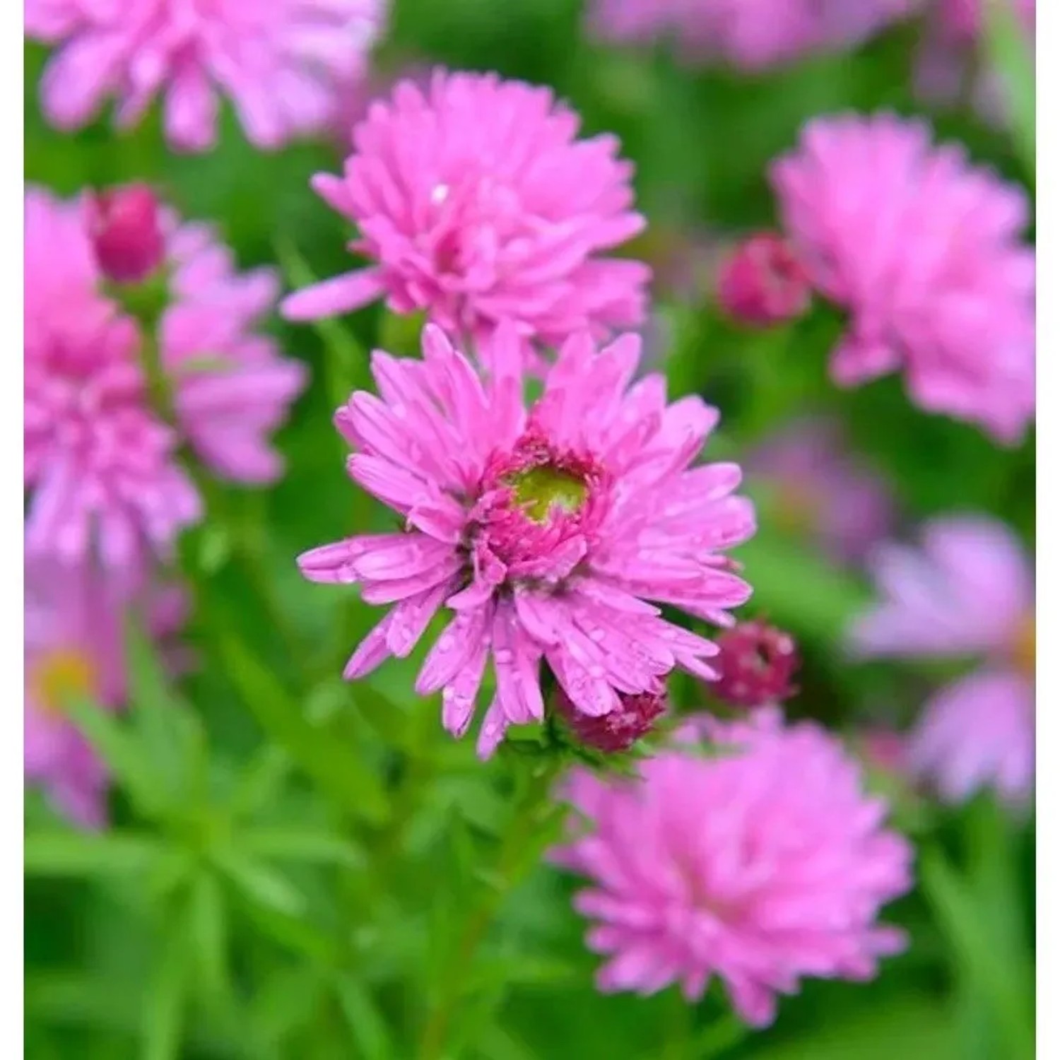 Rauhblattaster Rosa Perle - Aster novae angliae