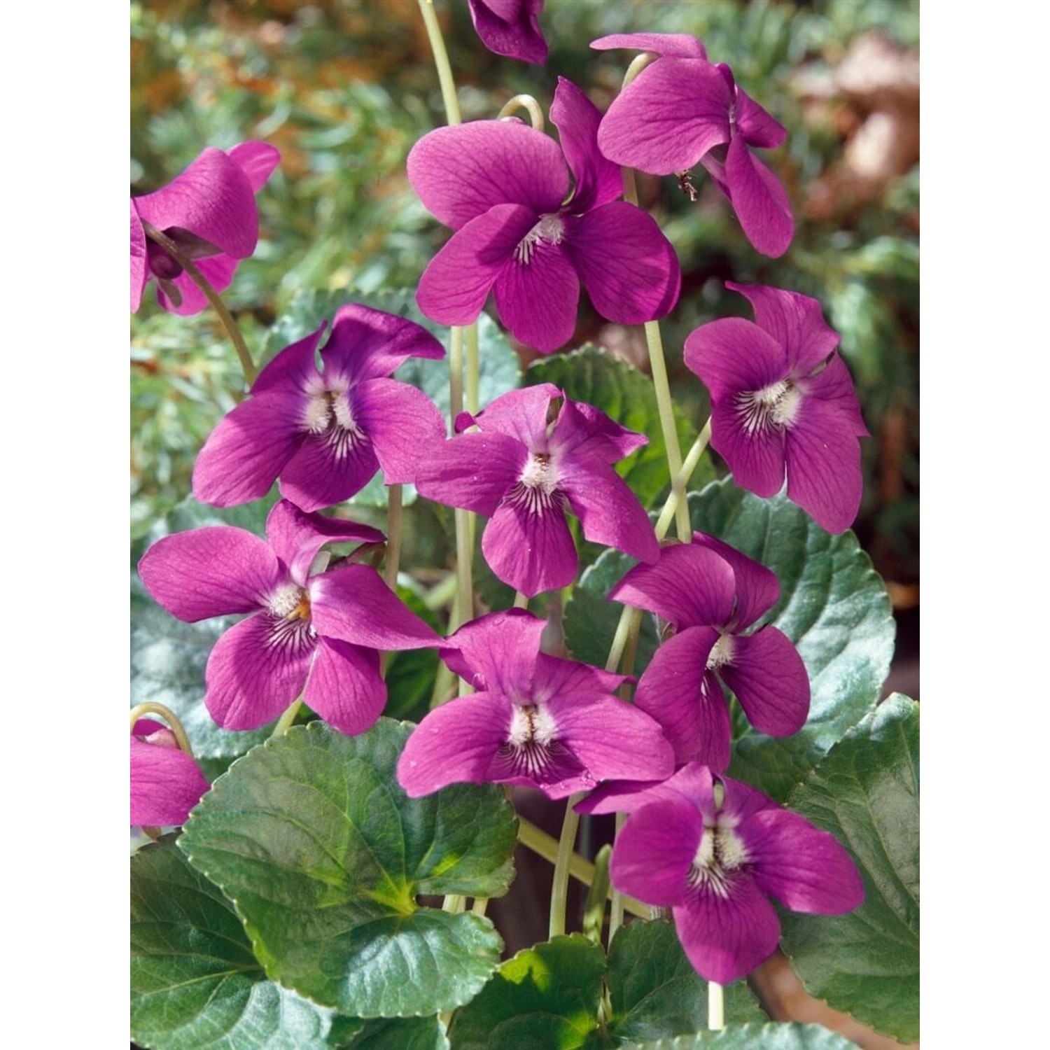 Viola Sororia Rubra Wiesenveilchen Ca 9x9 cm Topf günstig online kaufen