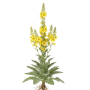 Großblütige Königskerze (Verbascum densiflorum) mit hohen gelben Blütenkerzen und grüner Blattrosette. Blumensamen.