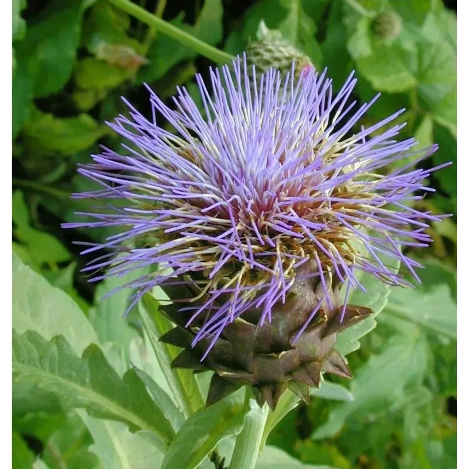 Zierartischocke flavescens - Cynara cardunculus