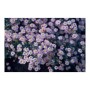 Wilde Aster 'Stardust' im 9cm Topf, Set mit 12 Zierstauden, blühend in zartem Lila und Gelb.