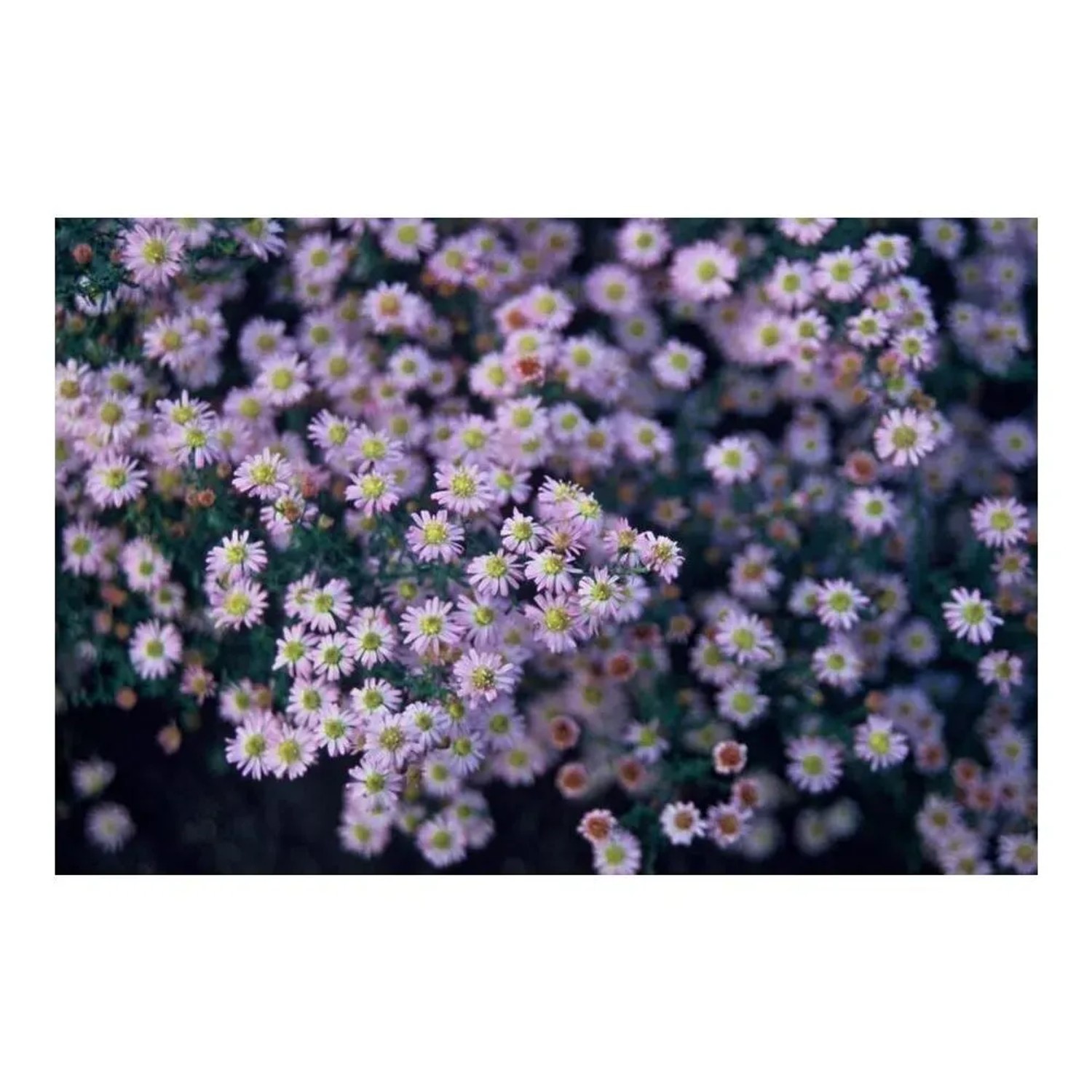 Wilde Aster 'Stardust' im 9cm Topf, Set mit 12 Zierstauden, blühend in zartem Lila und Gelb.