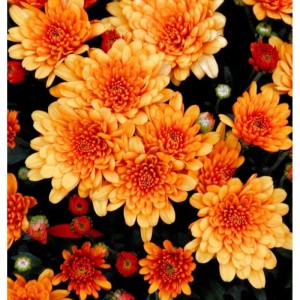 Winteraster Herbstbrokat - Chrysanthemum Indicum