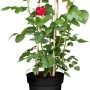 Edelrose Rot im Topf mit Rankhilfe, ca. 20-30 cm hoch.