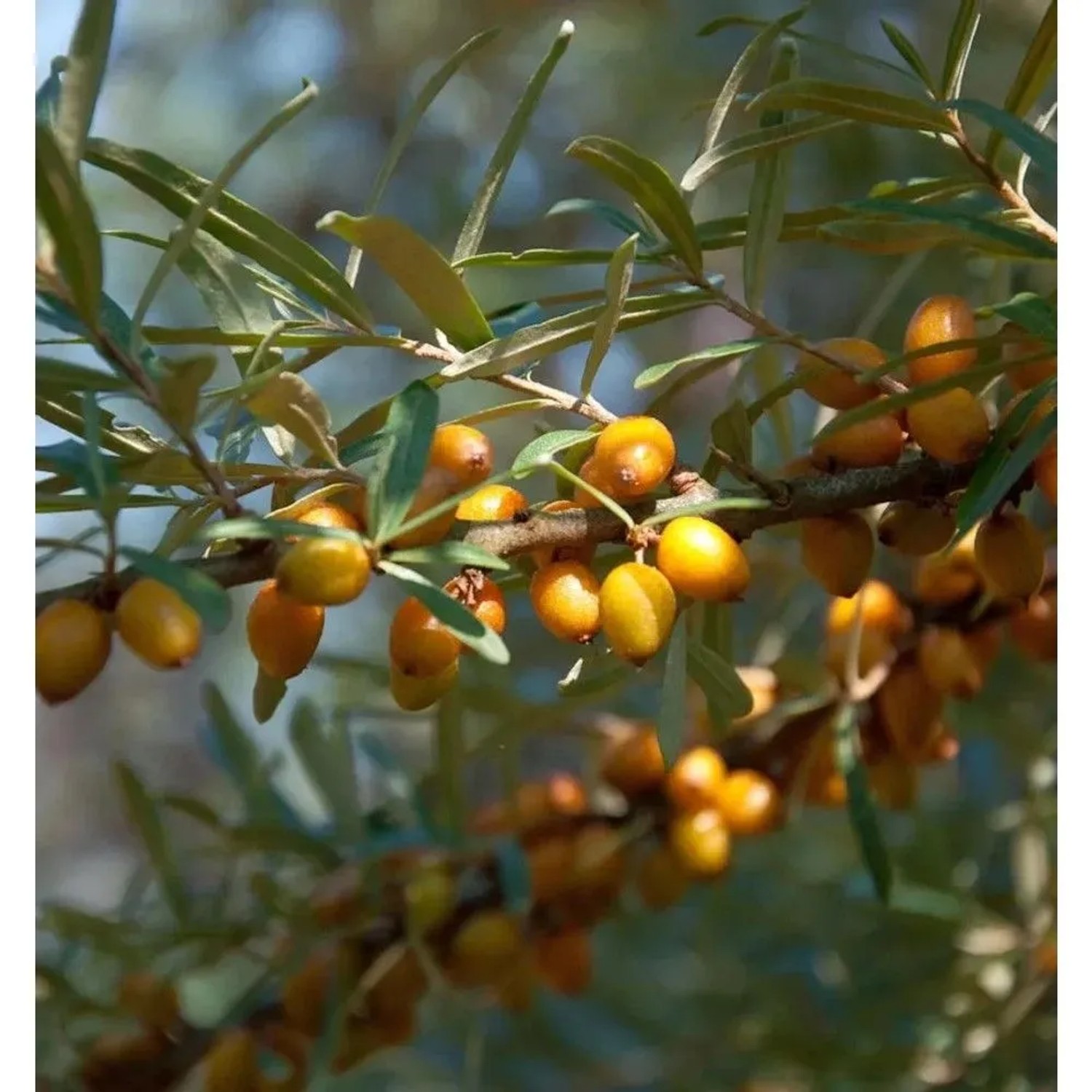 Sanddorn männlich 60-80cm - Hippophae rhamnoides