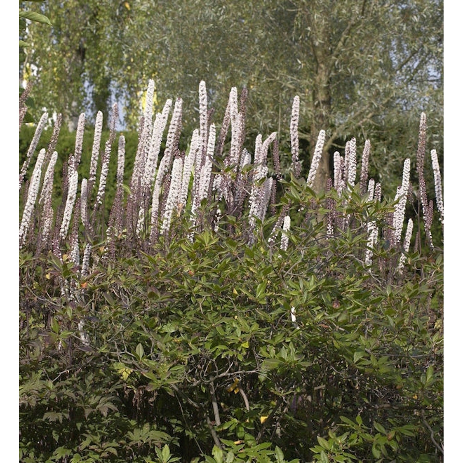 Traubensilberkerze Purpur - Actaea racemosa günstig online kaufen