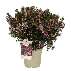 GROW by OBI Wachsblume im Topf, rosa Blüten, Höhe 30-40 cm. Kübelpflanze.