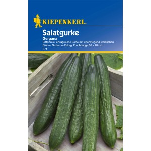 Kiepenkerl Salatgurke Gergana Samen, grüne, leicht gerippte Gurken in Holzkiste.