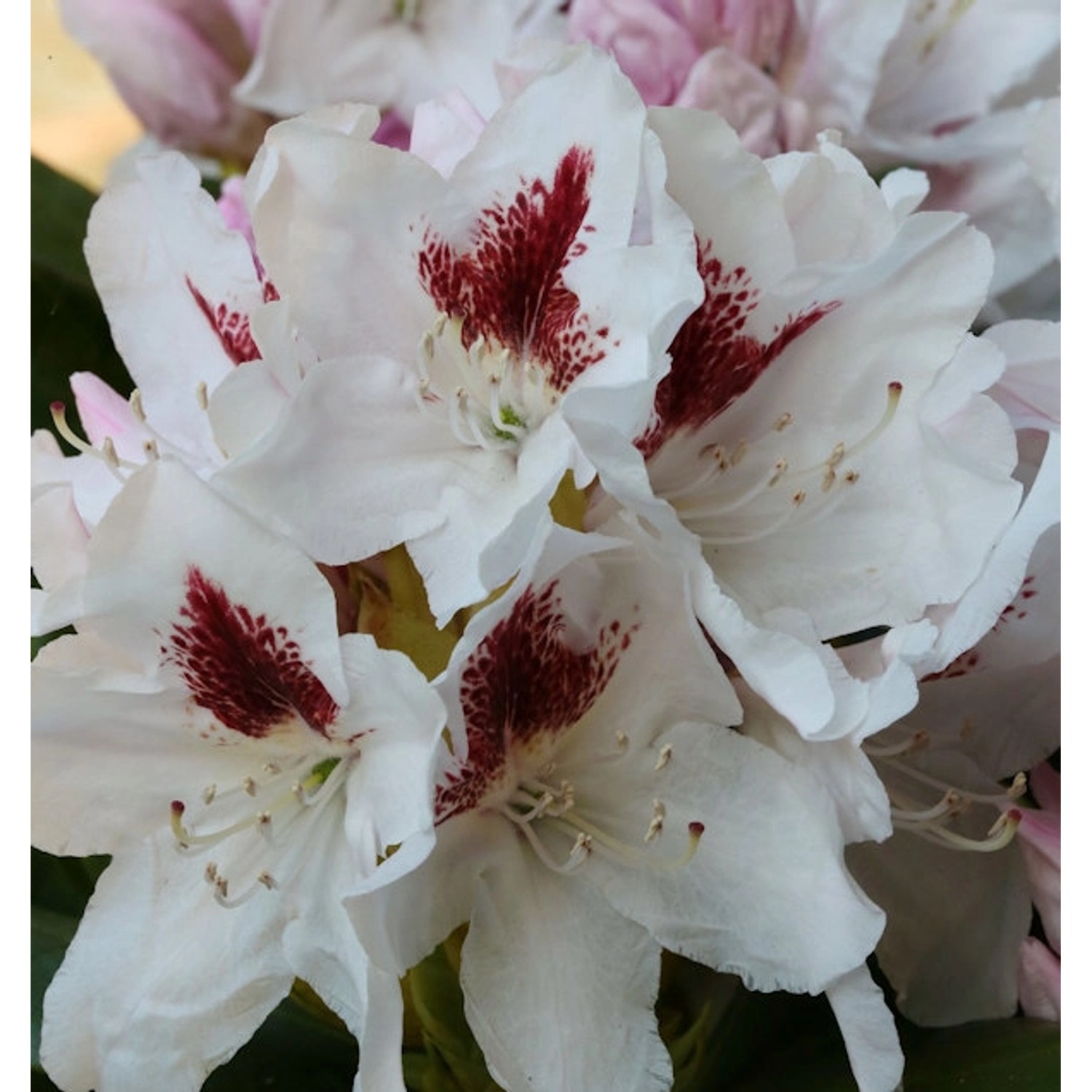 INKARHO - Großblumige Rhododendron Herbstgruß 40-50cm - Alpenrose günstig online kaufen