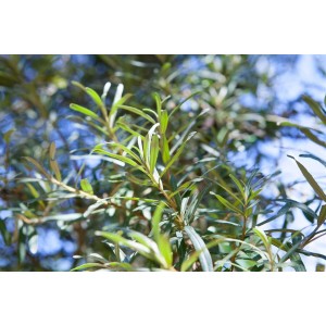 Nahaufnahme des Sanddorn Bestäubers Hippophae Rhamnoides Pollmix mit grünen Blättern.