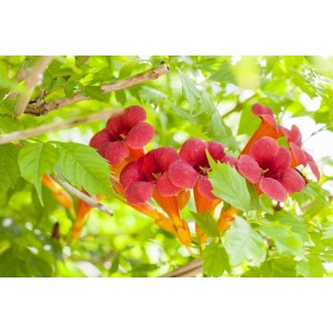 Orange Trompetenblume (Campsis Radicans) mit grünen Blättern, Nahaufnahme.
