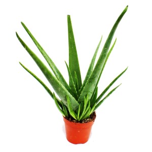 Exotenherz Aloe Vera, ca. 4-5 Jahre alt, im 15cm Topf. Grüne Sukkulente mit langen Blättern.