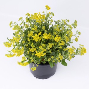 Felsen-Steinkraut (Aurinia saxatilis) im Topf mit leuchtend gelben Blüten, ideal für Steingärten.