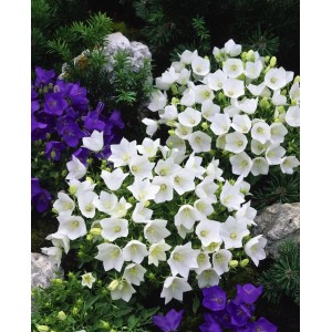 Weiße Campanula 'Weiße Clips' im 9x9 cm Topf, eine blühende Staude für Steingärten.