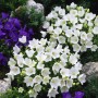 Weiße Campanula 'Weiße Clips' im 9x9 cm Topf, eine blühende Staude für Steingärten.
