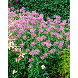 Blühende Wilde Bergamotte (Monarda Fistulosa) im Garten, lila Blütenstände.