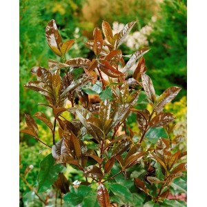 Immergrüne Glanzmispel Photinia Camilvy, 40–60 cm, mit rot-grünen Blättern.
