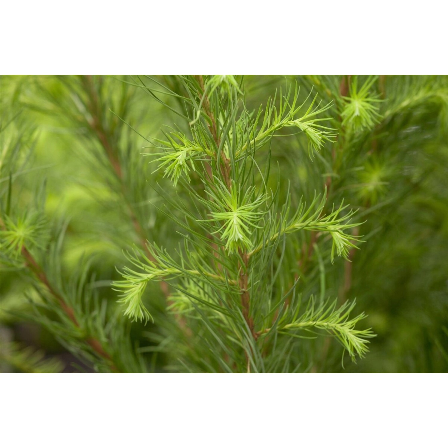 Larix Decidua Europäische Lärche 150–200 cm günstig online kaufen