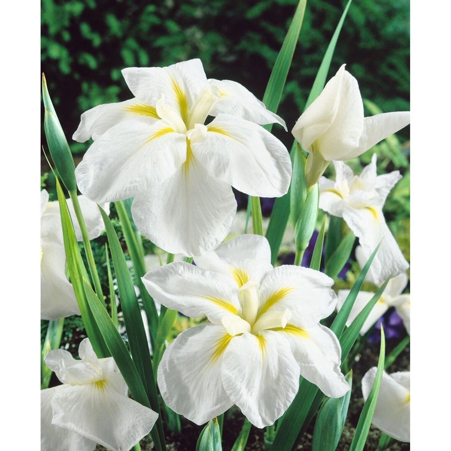 Iris Ensata Japanische Sumpf-Schwertlilie White Ladies Ca. 11x11 cm Topf günstig online kaufen