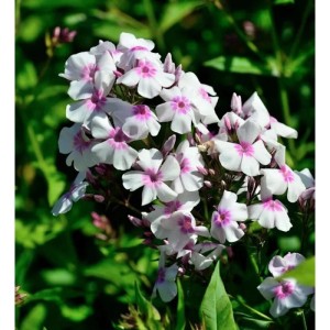 Nahaufnahme der weißen, hochwachsenden Flammenblume Europa (Phlox paniculata) mit rosa Mitte.