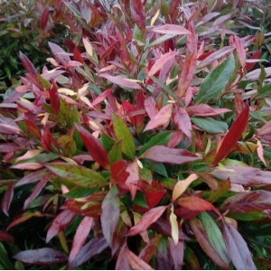 Traubenheide 'Simsalabim', 15-20cm. Strauch mit rot-grün gefärbten Blättern.
