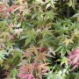 Acer Palmatum Deshojo, Japanischer Ahorn mit rot-grünen Blättern, ca. 80-100 cm hoch.
