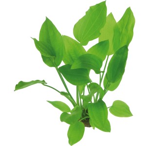 Dennerle Aquariumpflanze Echinodorus Argentinensis mit grünen Blättern für ein stabiles Aquarium.