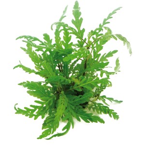 Dennerle Plants Aquariumpflanze Hygrophila Pinnatifida mit filigranen, grünen Blättern.