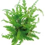 Dennerle Plants Aquariumpflanze Hygrophila Pinnatifida mit filigranen, grünen Blättern.