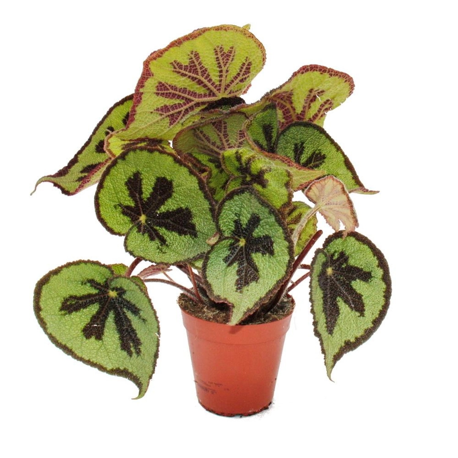 Exotenherz Blattbegonie Begonia Masoniana MountainBraune Blätter mit Zeichn günstig online kaufen