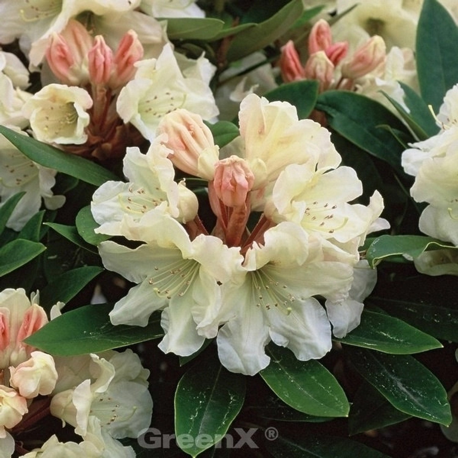 INKARHO - Rhododendron Golden Melodie 30-40cm - Alpenrose günstig online kaufen