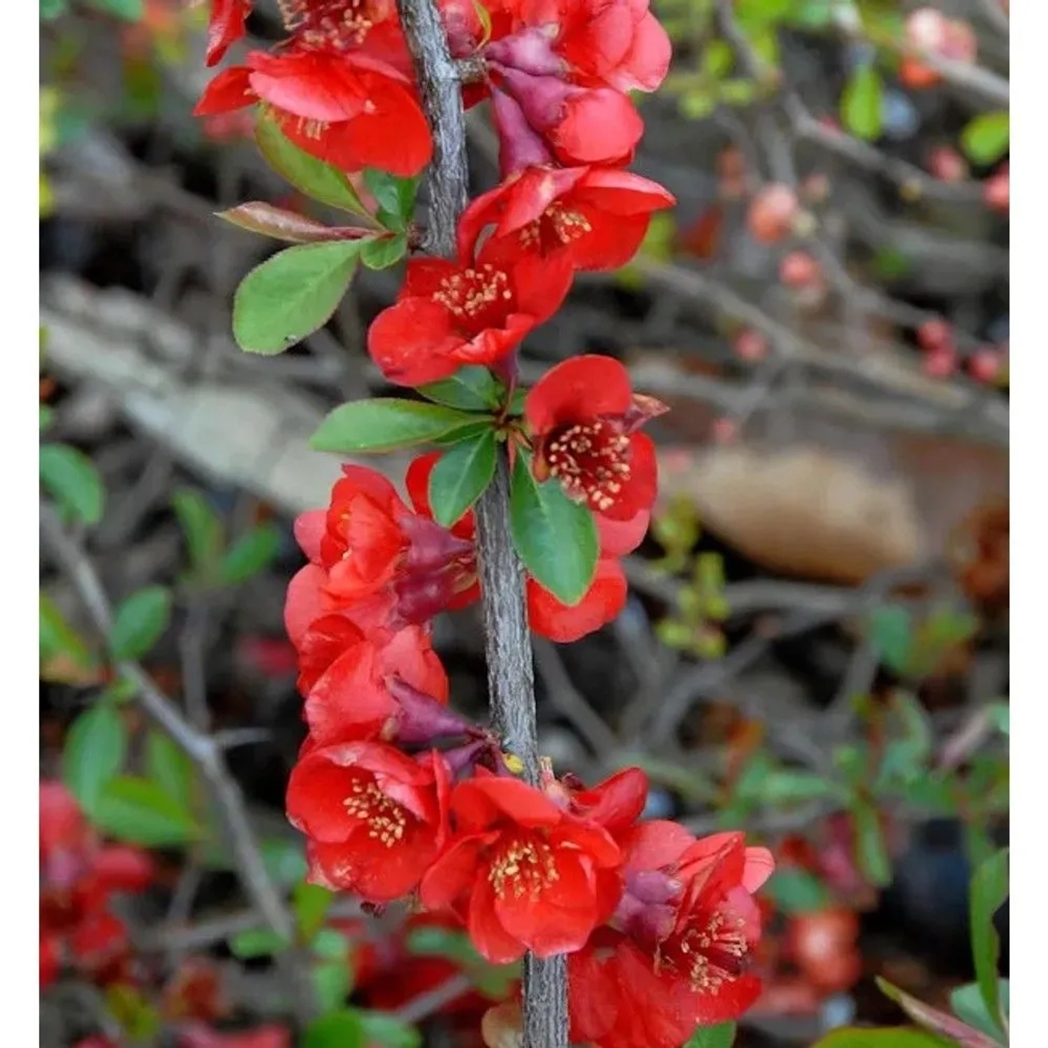 Zierquitte Nicoline 60-80cm - Chaenomeles
