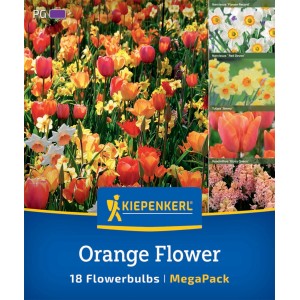 Kiepenkerl Blumenzwiebeln Orange Flower Mix, 18 Stück: Narzissen, Tulpen, Hyazinthen in Orange-, Gelb- und Rosatönen.