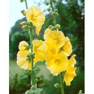 Gelbe Alcea Ficifolia Stockrose im 9x9 cm Topf, blühende Zimmerpflanze.