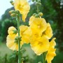 Gelbe Alcea Ficifolia Stockrose im 9x9 cm Topf, blühende Zimmerpflanze.