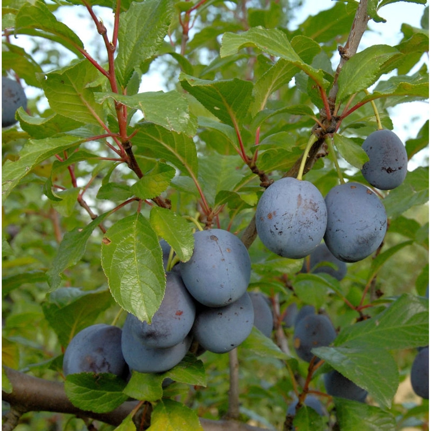 Pflaume The Czar 60-80cm - Prunus domestica