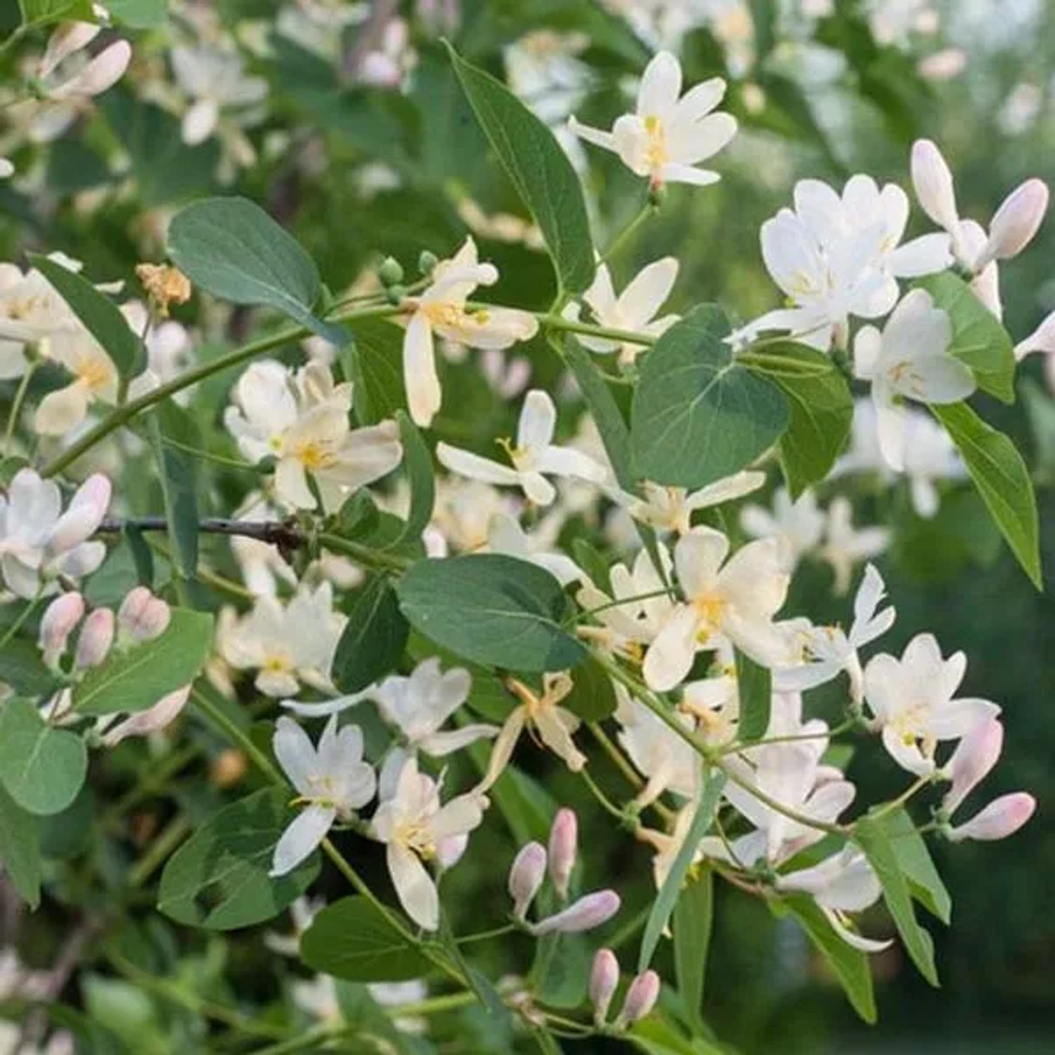 Winter-Heckenkirsche Lonicera fragrantissima 40 bis 50 cm im Container Duftende Blüten