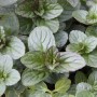 Nahaufnahme der Blätter der Pfefferminze Lemon (Mentha piperita).