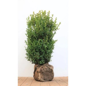 Buxus sempervirens 'Arborescens' (60-80cm) im Jutesack, ideal als Heckenpflanze.