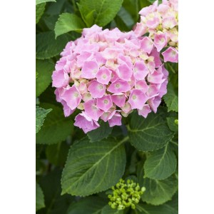 Nahaufnahme einer rosa Bauernhortensie (Hydrangea Macrophylla) mit grünen Blättern.